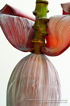 © 2010 Arnold Zann.  All Rights Reserved.  From Barefoot Contessa Photo Adventures.  For usage and fees, please e-mail Arnie (at) ZAPphoto (dot) com or contact us at 310 Lafayette Drive, Hillsborough, NC  27278 or at 919-643-3036 before 9 p.m. east-coast time.