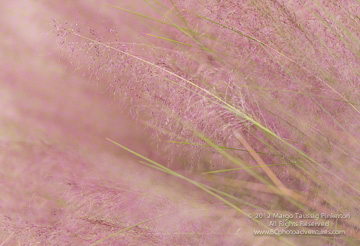 © 2012 Margo Taussig Pinkerton.  All Rights Reserved.  From Barefoot Contessa Photo Adventures.  For usage and fees, please e-mail BC (at) ZAPphoto (dot) com or contact us at 310 Lafayette Drive, Hillsborough, NC  27278 or at  919-643-3036 before 9 p.m. east-coast time.