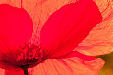 © 2011 Margo Taussig Pinkerton.  All Rights Reserved.  From Barefoot Contessa Photo Adventures.  For usage and fees, please e-mail BC (at) ZAPphoto (dot) com or contact us at 310 Lafayette Drive, Hillsborough, NC  27278 or at 919-643-3036 before 9 p.m. east-coast time.