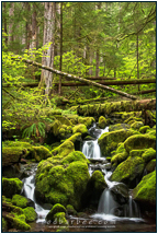 © 2019 Rod Barbee.  All Rights Reserved.  From Barefoot Contessa Photo Adventures.  For usage and fees, please e-mail rod (at) rodbarbee (dot) com or contact him at 172 Robin Lane, Port Ludlow, WA  98365 or at 1-360-301-0638 before 9 p.m. Pacific Time, PT. travel photography workshops, digital photography, landscapes, street photography, photo workshops, travel photography, travel adventures, Olympic National Park, Rod Barbee Photo Workshops, Barefoot Contessa Photo Adventures