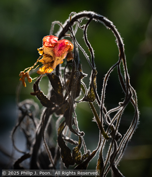 © 2025 Philip J. Poon. All Rights Reserved. From Barefoot Contessa Photo Adventures.  For usage and fees, please e-mail TBC (at) BCphotoadventures (dot) com or contact us at 310 Lafayette Drive, Hillsborough, NC  27278 or at 1-919-643-3036 before 9 p.m. Eastern Time, ET, and I will put you in  touch with the artist. travel photography workshops, digital photography, landscapes, street photography, photo workshops, photography tours usa, travel photography, travel adventures, photo tours, Barefoot Contessa Photo Adventures