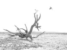 Charleston | Student Photos