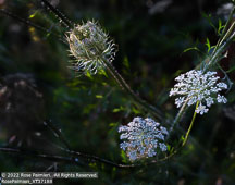 Monhegan Island | Student Photos