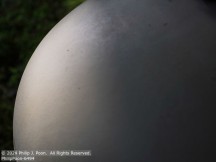 Tobacco | Student Photos