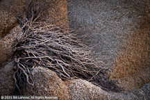Joshua Tree | Student Photos