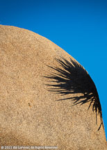 Joshua Tree | Student Photos