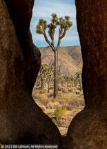 Joshua Tree | Student Photos Joshua Tree | Student Photos