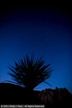 Joshua Tree | Student Photos