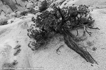 Joshua Tree | Student Photos