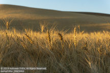 Palouse | Student Photos